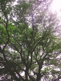 Low angle view of trees against sky