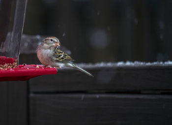 Close-up of bird perching on feeder