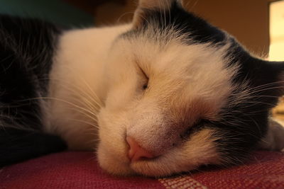Close-up of cat sleeping on sofa