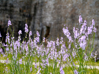 Close-up of flowering plants growing at national park