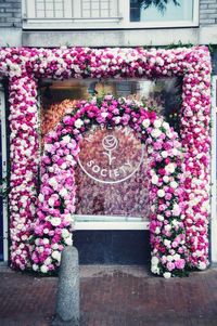 Pink flowering plant by building window