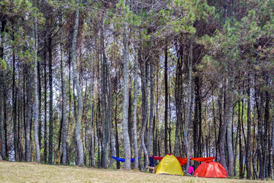 Rear view of people in forest