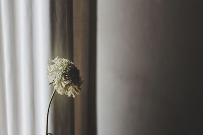 Close-up of flower vase against curtain