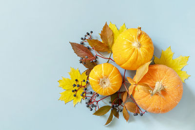 Close-up of yellow flowering plant against white background