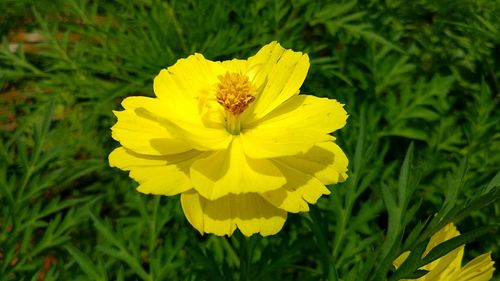 Close-up of yellow flower blooming on field