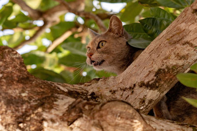 Cat looking away