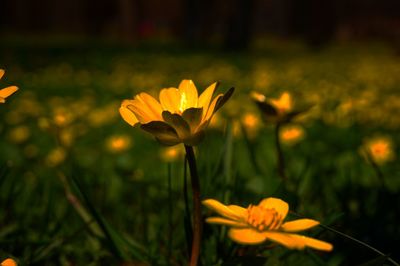 Close-up of yellow crocus flower on field