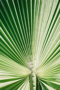 Full frame shot of palm tree