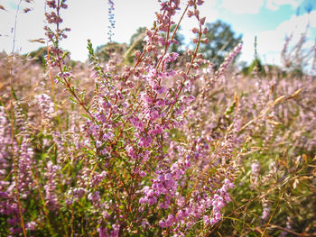 Close-up of pink flowering plants on field