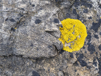 High angle view of yellow flower on rock