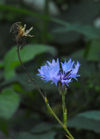 Close-up of butterfly on flower