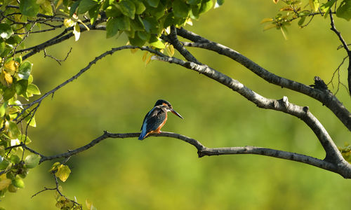 Close-up of a bird perching on a branch