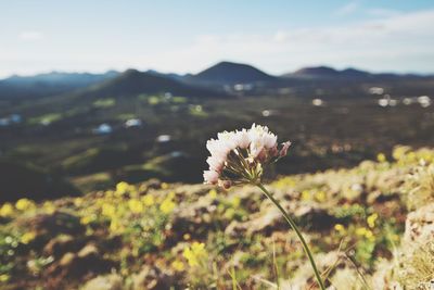 Close-up of white flowers blooming in field