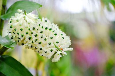 Close-up of white flowering plant