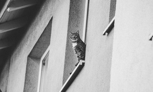 Low angle view of cat on window