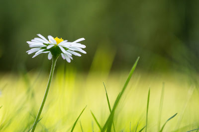 Close-up of white flower