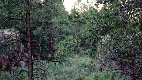 Close-up of trees in forest