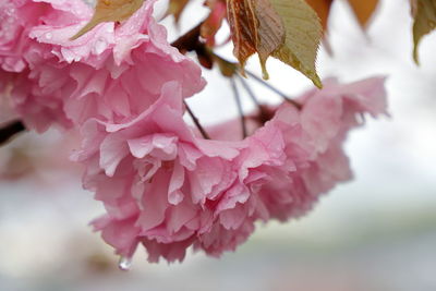 Close-up of pink cherry blossoms