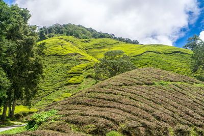 Scenic view of agricultural field against sky