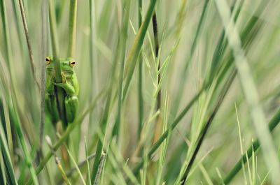 Close-up of lizard on grass in field