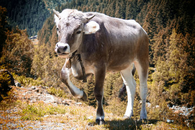 Portrait of cow standing on land