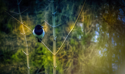 Close-up of bird perching on ground