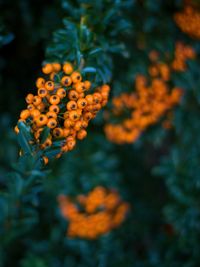 Close-up of orange berries on plant