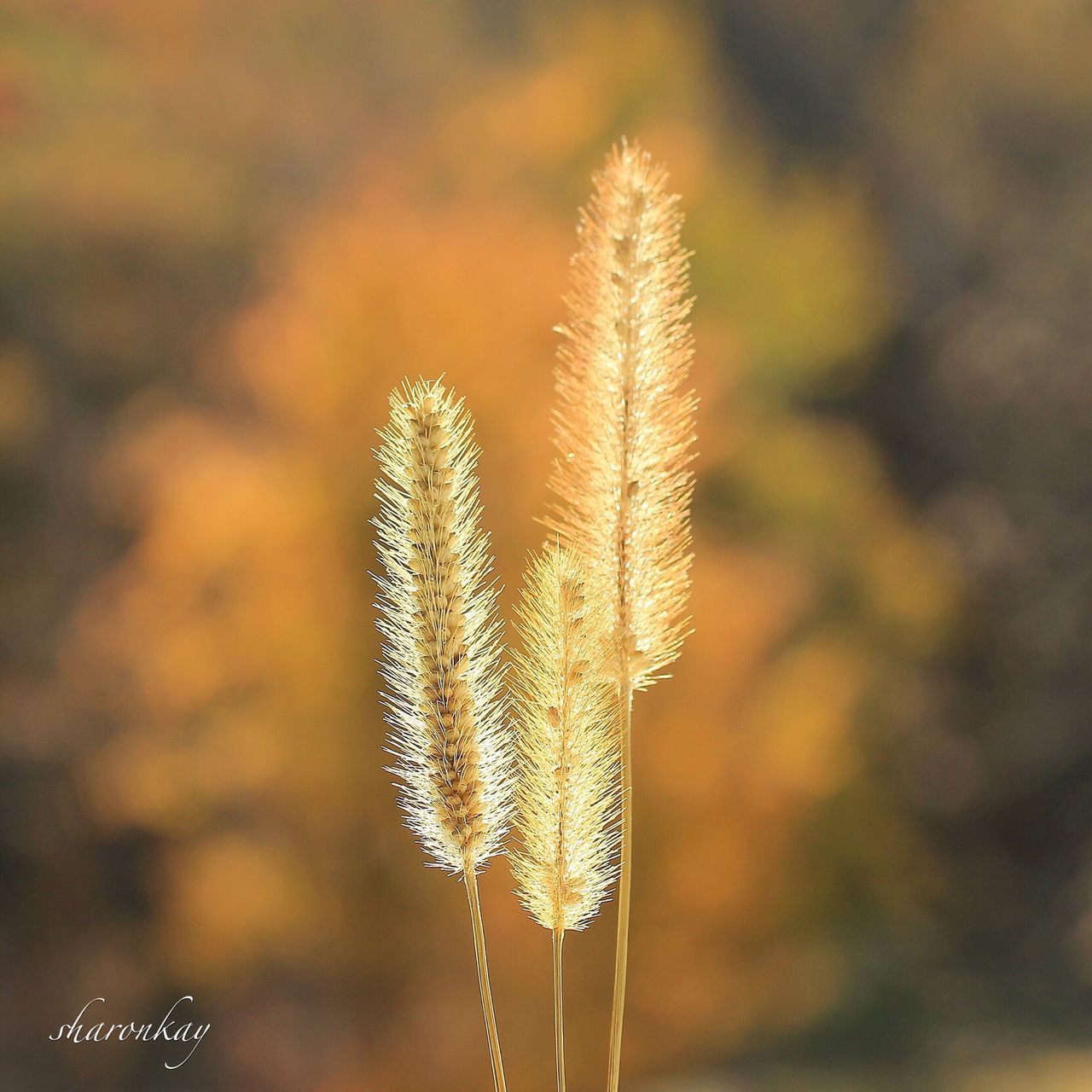 focus on foreground, close-up, flower, fragility, growth, cold temperature, nature, winter, season, freshness, beauty in nature, plant, frozen, stem, snow, outdoors, flower head, twig, selective focus, day