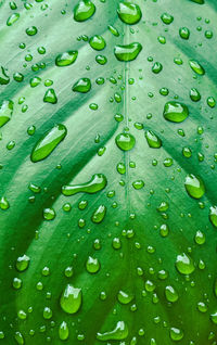 Full frame shot of green leaves