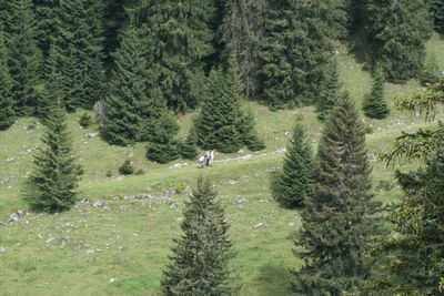 Trees in forest