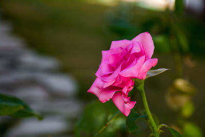 Close-up of pink rose