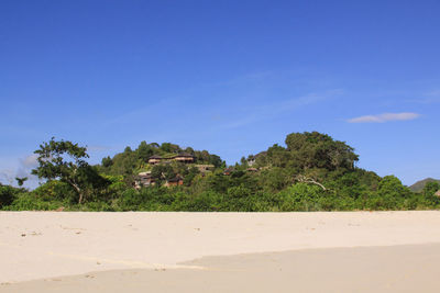 Trees on beach against blue sky