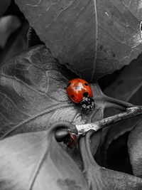 Close-up of ladybug on leaf