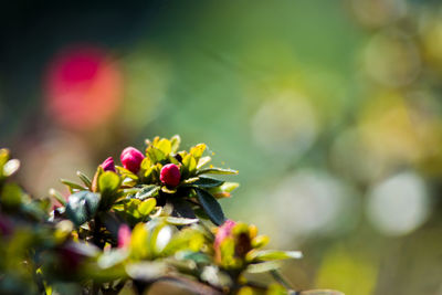 Close-up of flowering plant