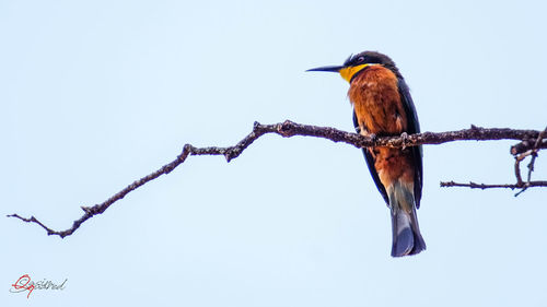 Low angle view of bird perching on branch against sky