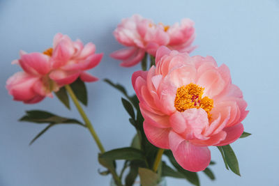 Close-up of pink flowers blooming outdoors