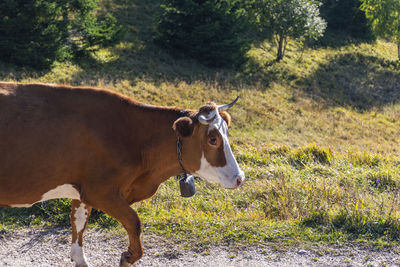 Cow standing in a field