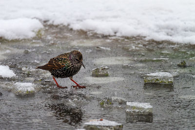 Starling in winter on frozen lake