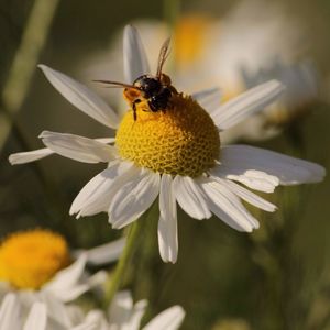 Close-up of honey bee on yellow flower