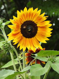 Close-up of sunflower blooming outdoors