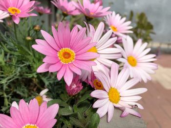 Close-up of pink flowers