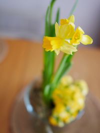 Close-up of yellow flowers