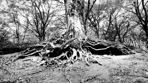 Bare trees in forest