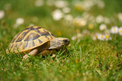 Close-up of turtle on field