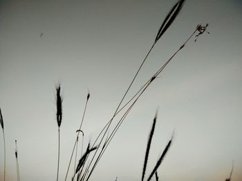 Close-up of plant against clear sky