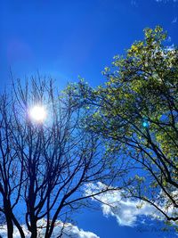 Low angle view of tree against blue sky