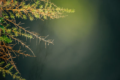 Close-up of plant against trees