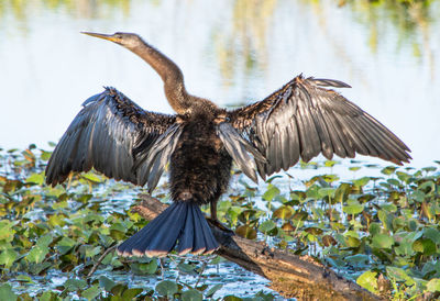 Bird flying against the sky