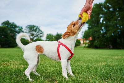 Dog walking on green grass, playing with ball