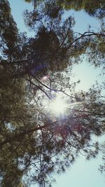 Low angle view of trees against sky